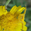 Crab spider