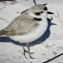 Snowy Plover