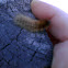 Unknown caterpillar