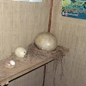 Elephant Bird Egg