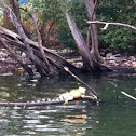 Iguana 