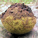 Black Walnut