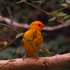 canario