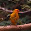 canario