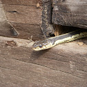 Eastern garter snake