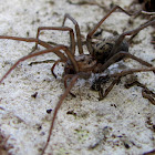Dust spider,Tecedeira-de-funil-dos-celeiros