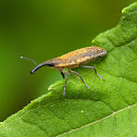 Weevil