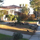 Crows