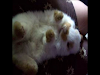 Hermosos Conejitos Holland Lop Criados En Familia