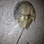 Horseshoe Crab