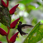 White-tipped Sicklebill