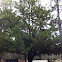 Cedar tree