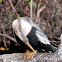 Anhinga