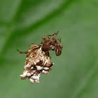 Wagneriana spider Spider