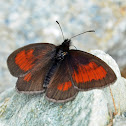 Mnestra's Ringlet