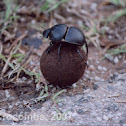 Flightless Dungbeetle