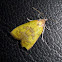 Moth