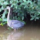 Great Blue Heron (subadult)