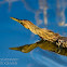 American Bittern