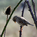Savannah Sparrow 