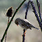 Savannah Sparrow 