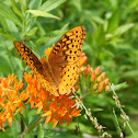 Great Spangled Fritillary