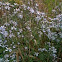 Calico Aster