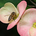 Apis cerana indica