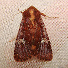 Sideridis congermana
