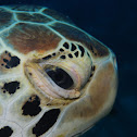 Green Sea turtle