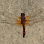 Red Rock Skimmer