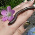 North American Millipede