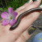 North American Millipede