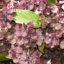 Honey bee