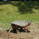 Snapping turtle