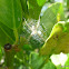 Signature Spider