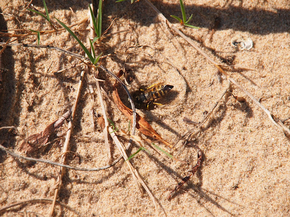Spotting Image 1