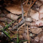 Copperhead