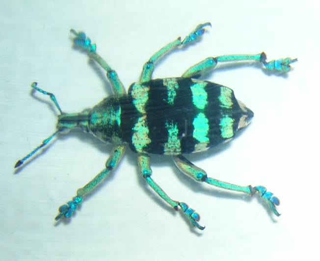 Eupholus Weevil (sp) (preserved)
