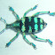 Eupholus Weevil (sp) (preserved)