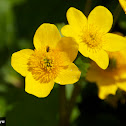 kingcup, marsh marigold
