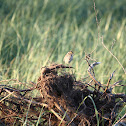 Eastern Savannah Sparrow