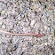 Earthworm