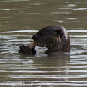 Smooth Otter