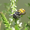 Scoliid wasp (female)