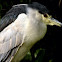 Black Crowned Night Heron