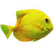 Flappy Fish
