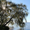 Sauce llorón (Weeping willow)