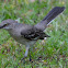 Northern Mockingbird