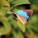 Peacock Royal (雙尾灰蝶)